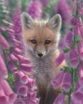 Red Fox - Foxgloves