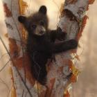 Curious Cub I