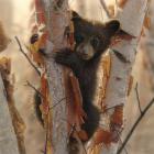 Curious Cub II