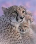 Cheetah Mother and Cubs - Mother's Love
