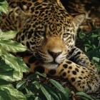 Jaguar - At Rest