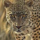 Leopard - On the Prowl - Square
