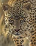 Leopard - On the Prowl