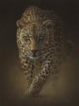 Leopard - Savage