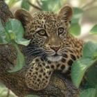 Leopard Cub - Tree Hugger
