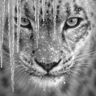 Snow Leopard - Blue Ice - B&W