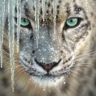 Snow Leopard - Blue Ice