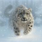 Snow Leopard - Snow Ghost