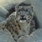 Snow Leopard - The Fortress