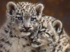 Snow Leopard Cubs - Playmates - Horizontal