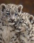 Snow Leopard Cubs - Playmates