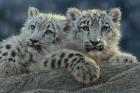 Snow Leopard Cubs