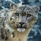 Snow Leopard