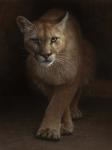 Cougar - Emergence