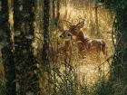 Whitetail Deer - A Golden Moment - Horizontal
