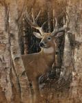 Whitetail Deer - Birchwood Buck