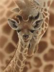 Newborn Giraffe