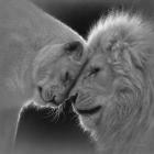 White Lion Love - B&W