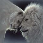 White Lion Love