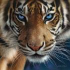 Tiger - Blue Eyes
