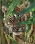 Tiger Cub - Peekaboo