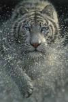 White Tiger - West and Wild