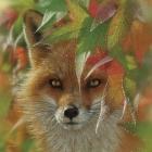 Autumn Red Fox