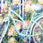 Bike & Hydrangeas