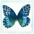 Butterfly I