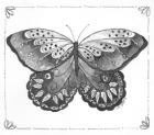 Butterfly VII