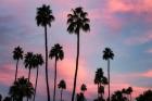 Palm Sunset