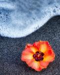 Beach Floral