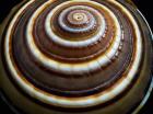 Shell Spiral III