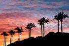 Palm Tree Sunset