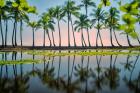 Palm Tree Reflections