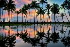 Palm Reflections