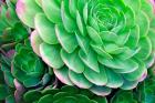 Succulents IV