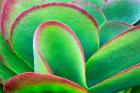 Succulent V