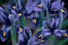 Irises