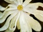 White Flower