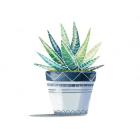 Aloe Plant