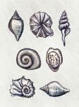 Shells I