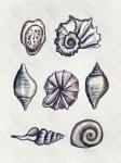 Shells II