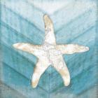 Coastal Starfish
