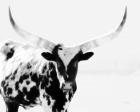 Longhorn II