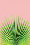 Pink Palm I