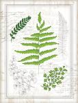 Ferns I