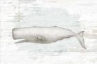 Calming Coastal Whale