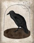 Raven Jar
