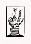 Black Cactus